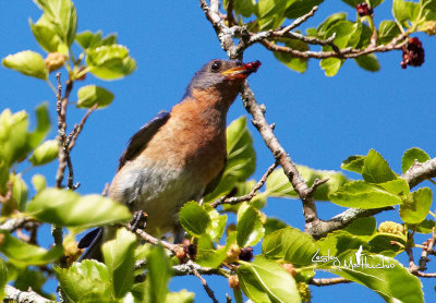 Eastern Bluebird