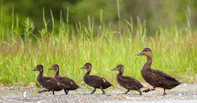 Black Duck family