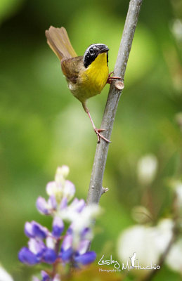 Common Yellow Throat  Warbler male