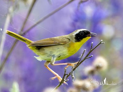 Common Yellow Throat Warbler male