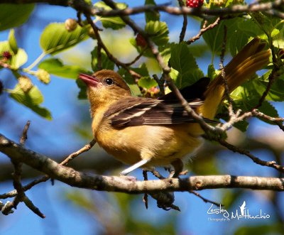 Young Oriole punch drunk on mulberries
