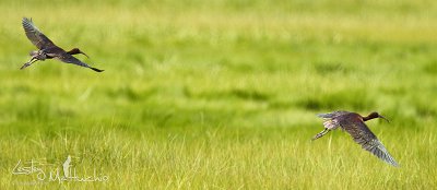 Glossy Ibis