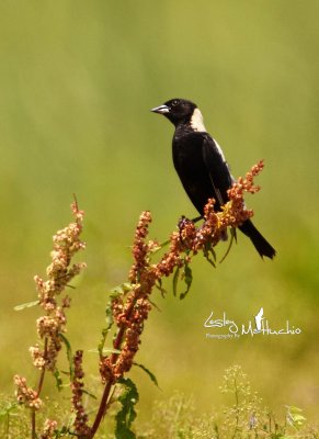 Bobolink