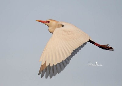 2012-04-14 14:37 Cattle Egret in flight