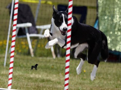 Sunday Steeplechase Finals