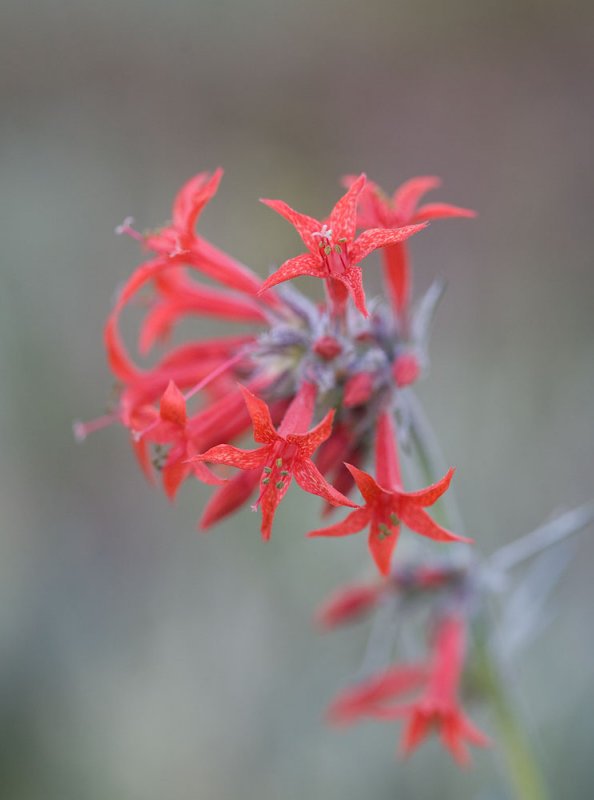 Ipomopsis aggregata  Scarlet gilia