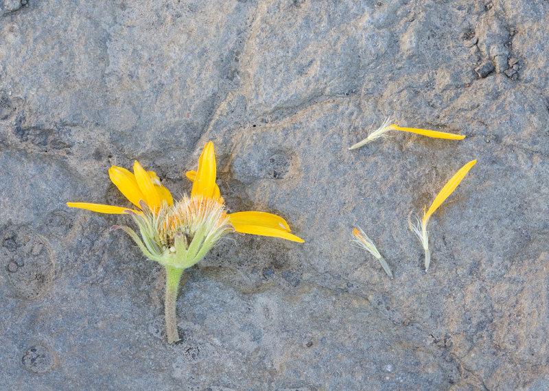 Arnica fulgens Foothill arnica