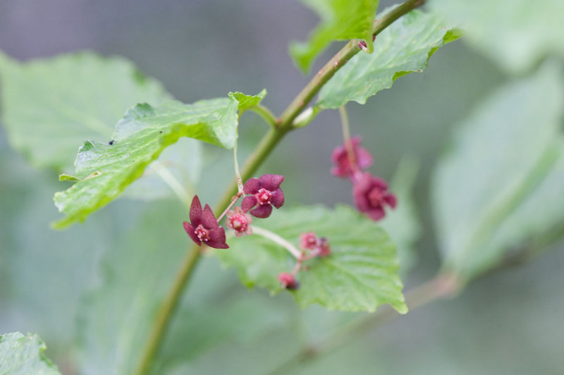 Euonymus occidentalis  Western wahoo