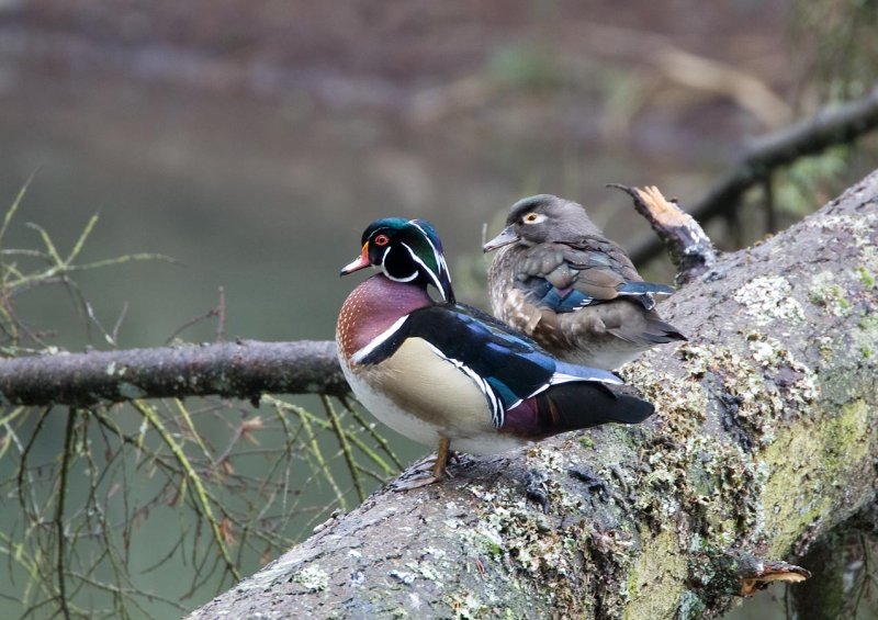 Wood Ducks