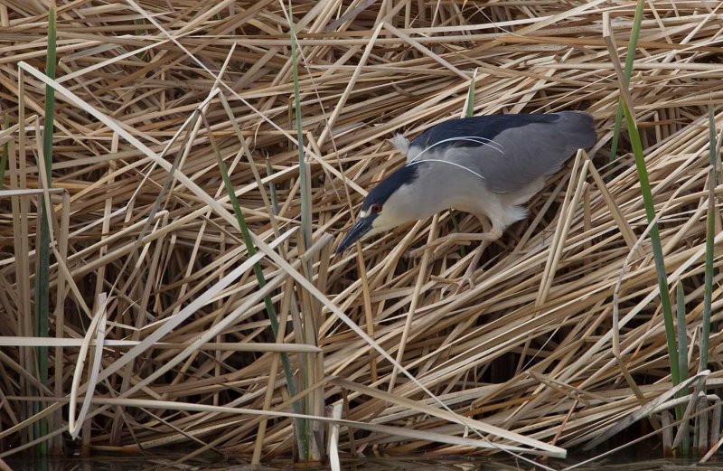 Black-crowned Night-Heron