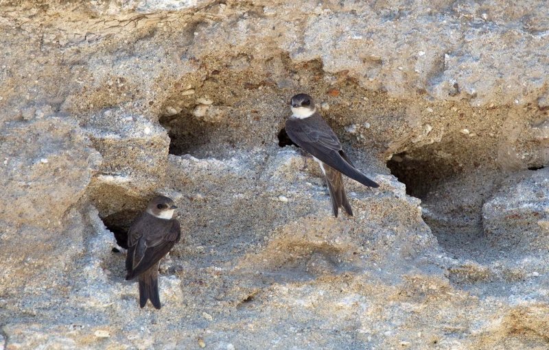Bank Swallows