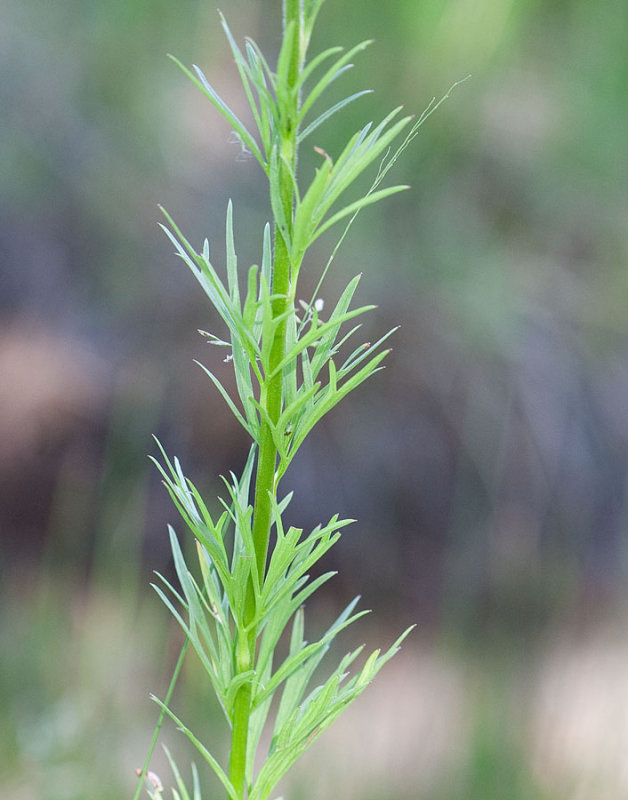 Delphinium viridescens Wenatchee larkspur