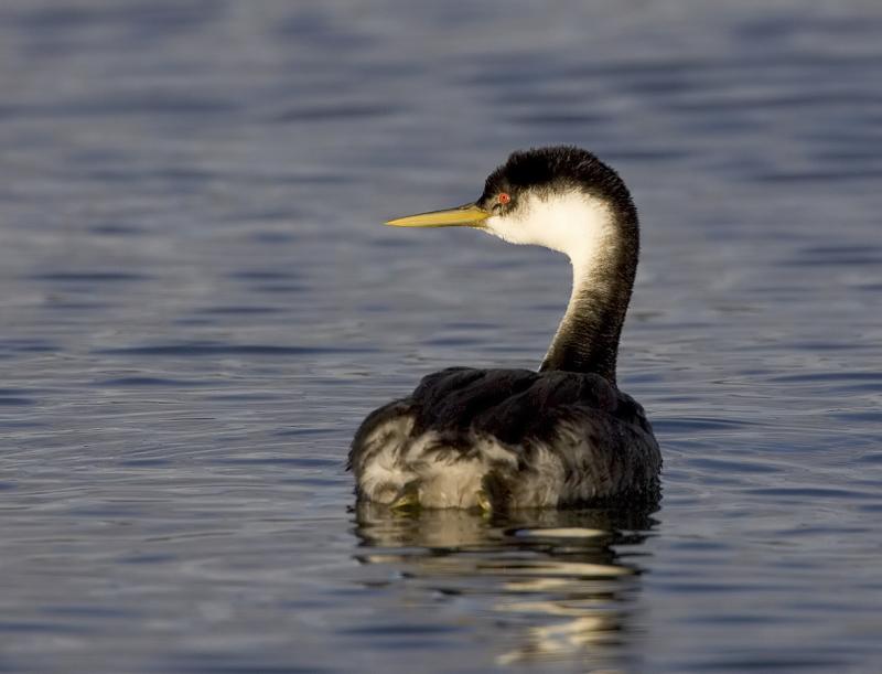 Western Grebe