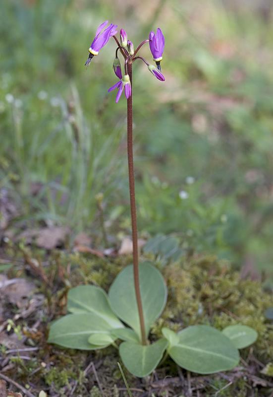 Hendersons shooting star   Dodecatheon hendersonii