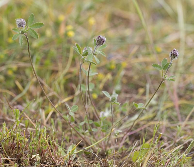 Trifolium variegatum