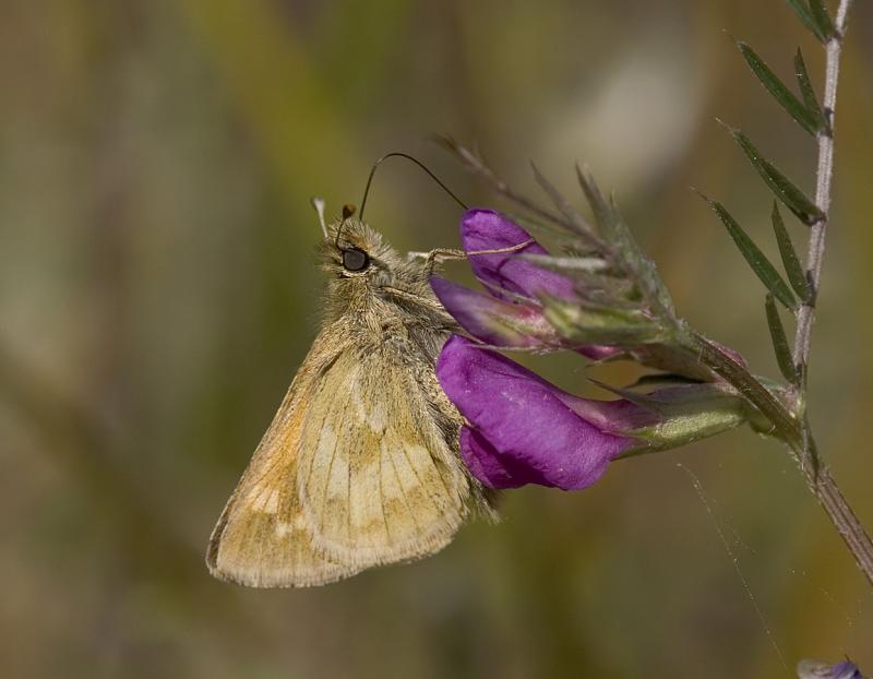 Mardon skipper (Polites mardon) nectaring on Vicia sativa