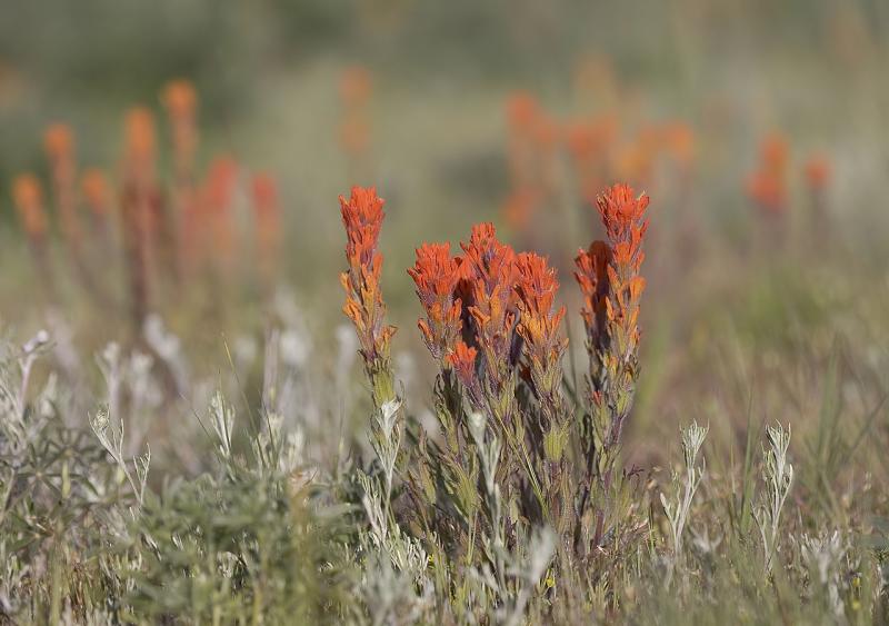 Harsh paintbrush  Castilleja hispida