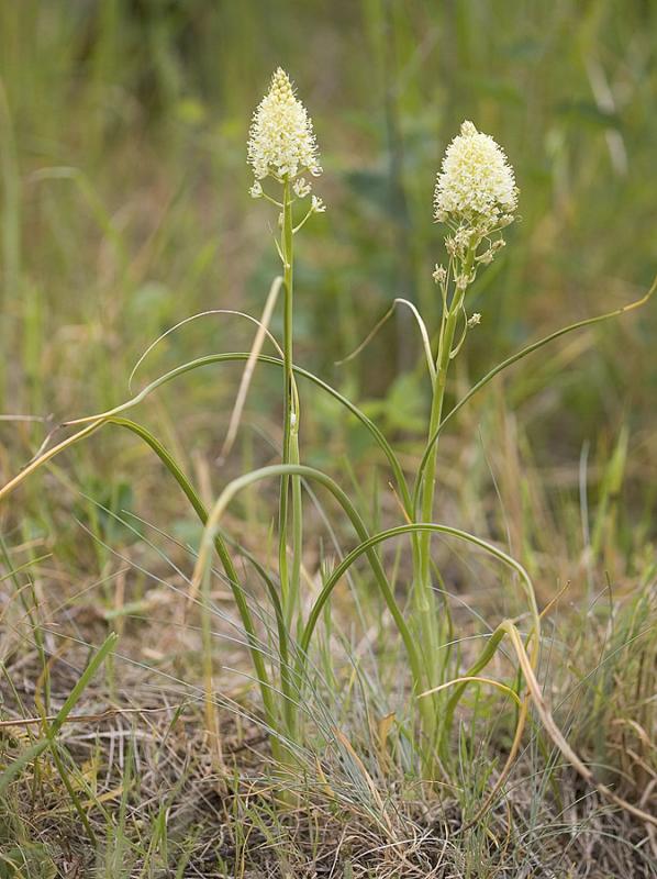 Death camas  Zigadenus venenosus