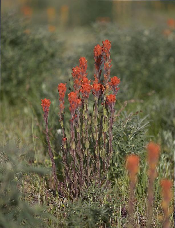 Harsh paintbrush  Castilleja hispida