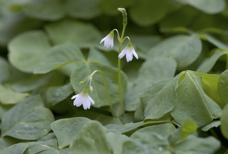 Trillium-leaved oxalis  Oxalis trilliifolia