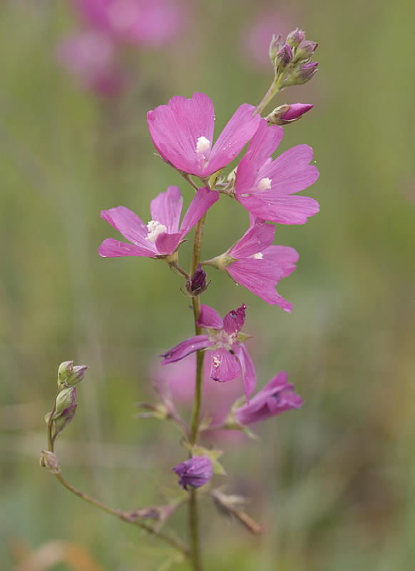 Sidalcea malviflora ssp. virgata 	Rose Checker-mallow