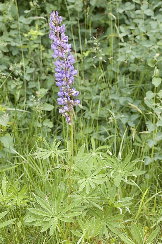 Lupinus polyphylus