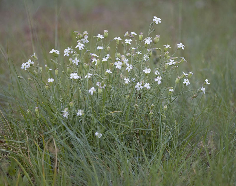 Douglas silene  Silene douglasii