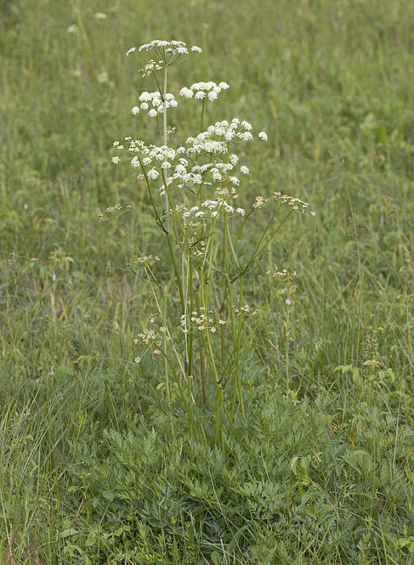 Celery-leaf licorice-root Ligusticum apiifolium