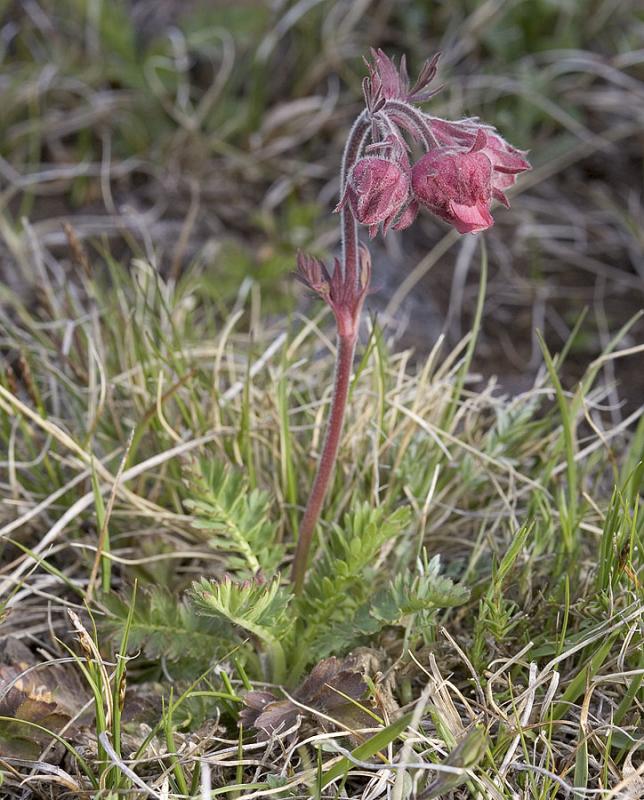 Old mans whiskers  Geum triflorum