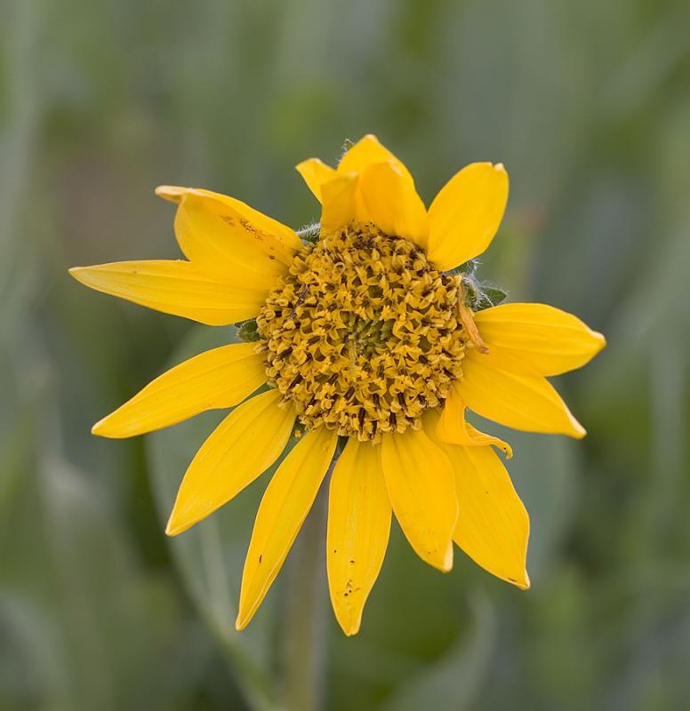 Wyethia angustifolia Narrow leaved mules ears