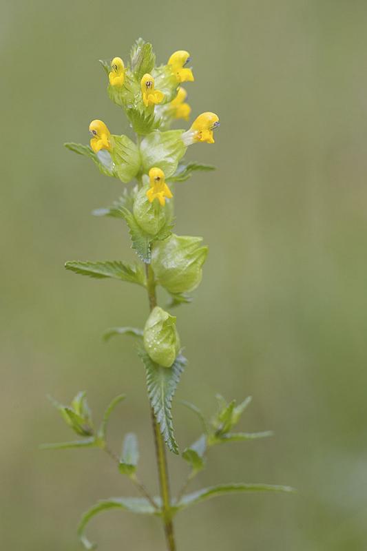 Rhinanthus minor (crista-galli) Yellow rattle