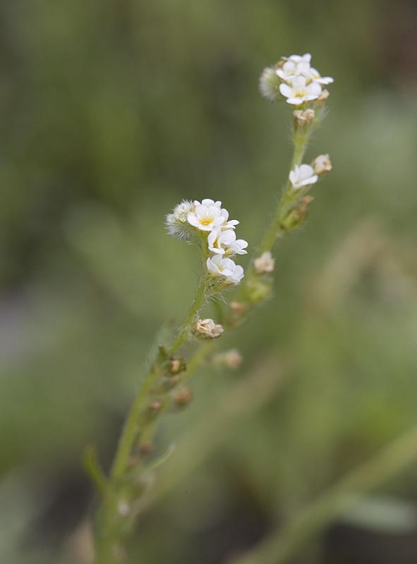 Plagiobothrys scouleri  Scoulers popcorn flower