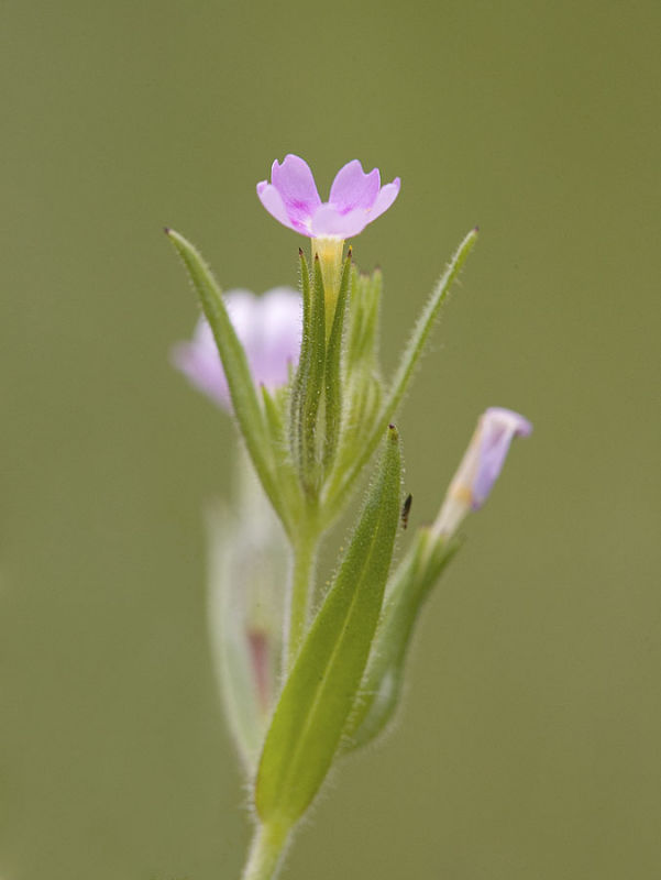 Phlox gracilis (Microsteris gracilis) Slender phlox