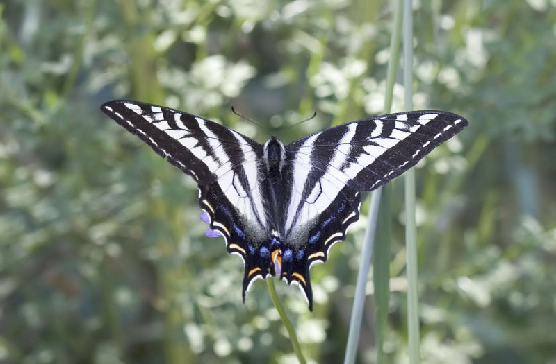Pale swallowtail nectaring on Dichelostemma (Brodiaea) congestum