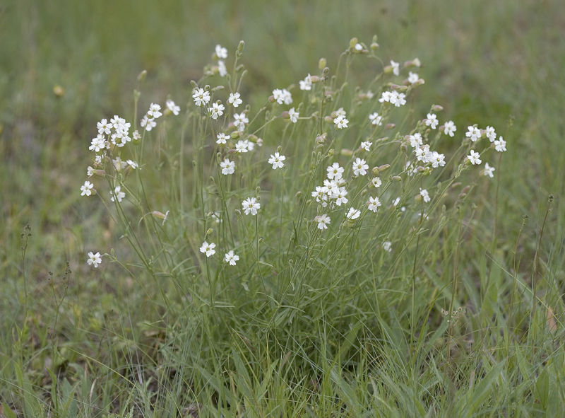 Douglas silene  Silene douglasii