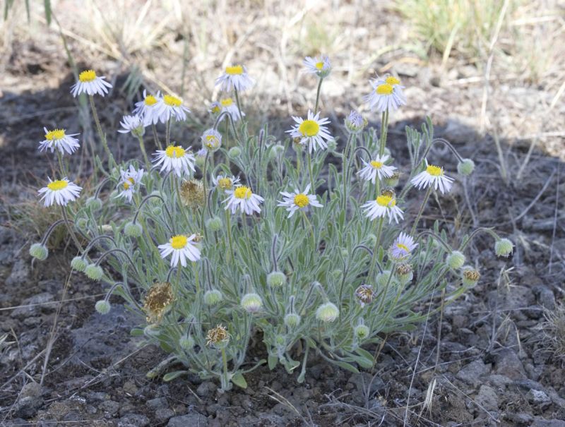 Erigeron poliospermus   Purple cushion fleabane