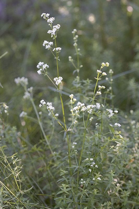 Fragrant bedstraw  Galium triflorum