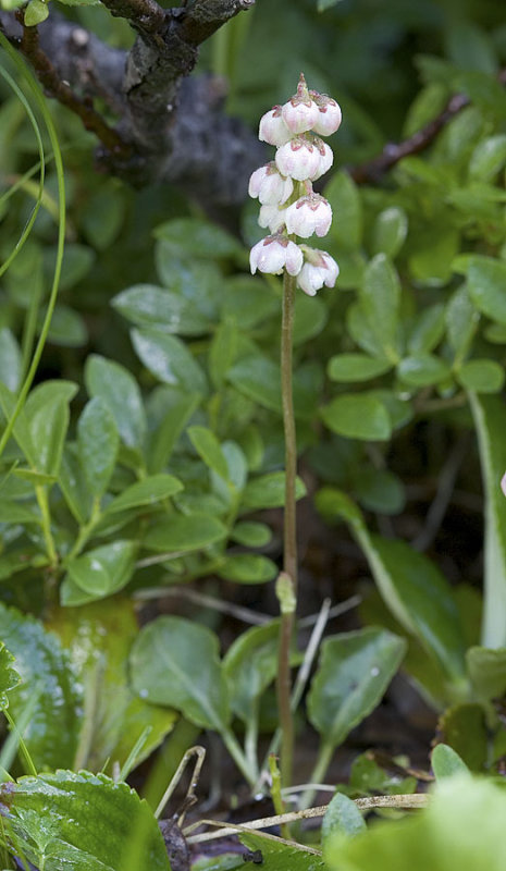 Pyrola minor  Snowline wintergreen