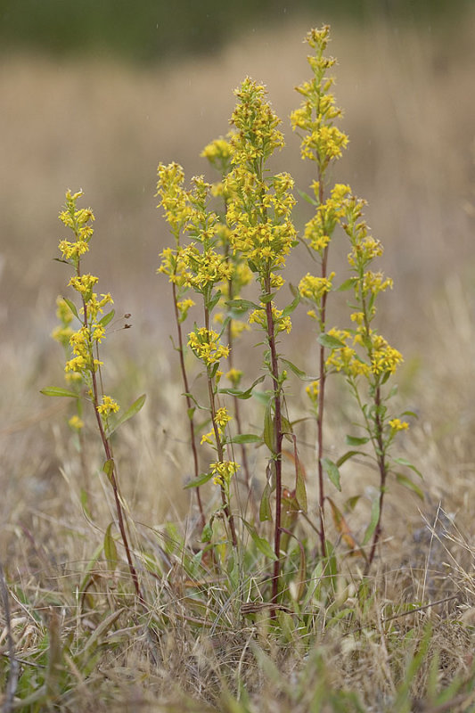 Missouri goldenrod  Solidago missouriensis