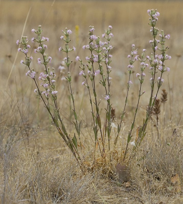 Scoulers catchfly  Silene scouleri