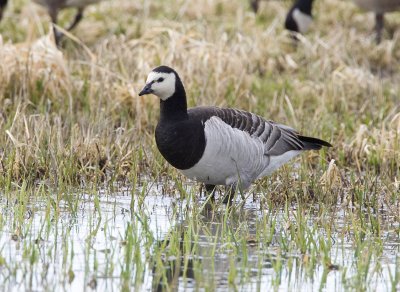 Barnacle Goose, Ridgefield NWR (probable escapee)