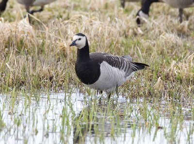 Barnacle Goose, Ridgefield NWR (probable escapee)