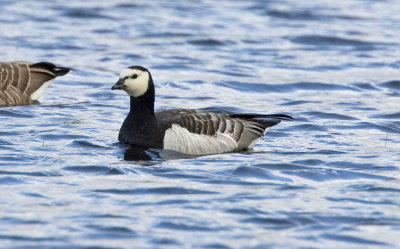 Barnacle Goose, Ridgefield NWR (probable escapee)