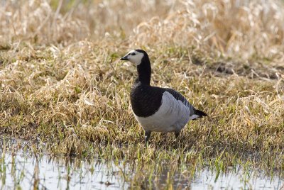 Barnacle Goose, Ridgefield NWR (probable escapee)