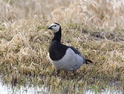 Barnacle Goose, Ridgefield NWR (probable escapee)