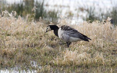 Barnacle Goose, Ridgefield NWR (probable escapee)