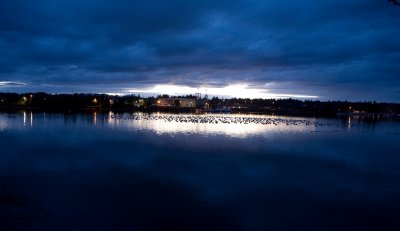 Gulls congregating