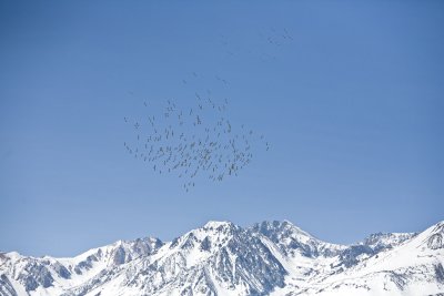 White Pelicans