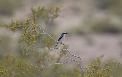 Loggerhead Shrike