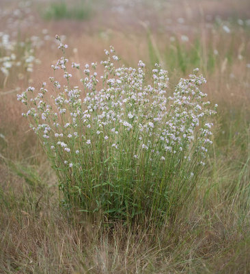 Silene scouleri x douglasii hybrid